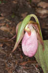 Pink lady's slipper <BR>Moccasin flower